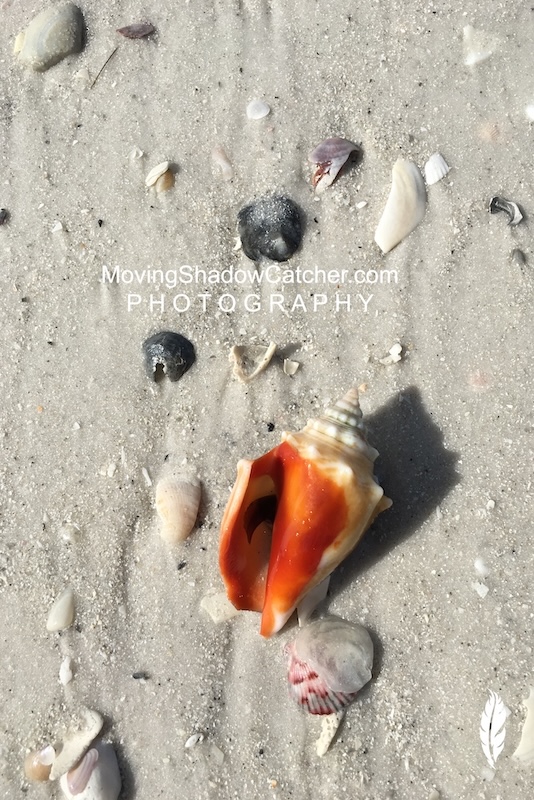 Fine Art Photography, Conch Shell, Ocean Royalty, Wall Decor