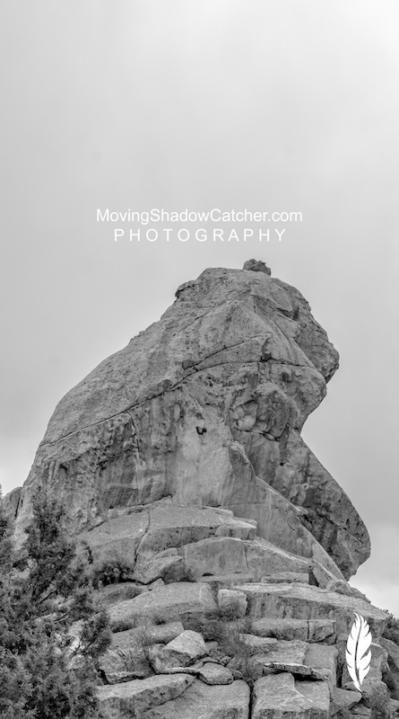Fine Art Photography, Wildlife Tiger, Wall Prints, by Ty Saunders