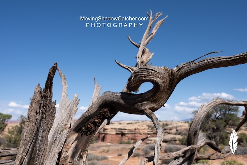 Territories Uncharted, Wildlife Photography, Wild Lynx, Wall Art
