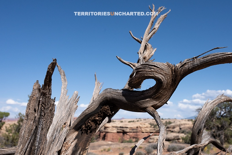 Territories Uncharted, Photography, Old Desert Tree, Wildlife Wild Thing, 5674